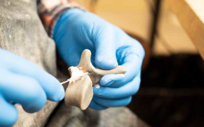 The Craft Behind Every Custom Anatomical Model